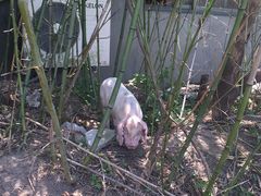 -南汇新场正宗水蜜桃采摘