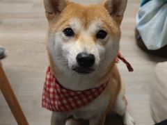 -柴迷FANS CLUB·柴犬狗咖·猫咖