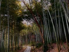 -青龙山国家森林公园