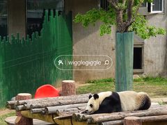 -沈阳森林动物园