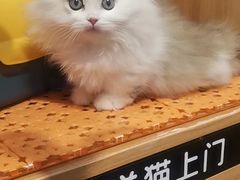 -欣宠猫屋·矮脚拿破仑·蓝金金渐层