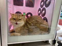 -FAELING PETS美天灵宠物(合生汇店)