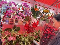 -越秀西湖花市(广州城市广场花卉店)