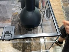 -酷以爬仙阁实体爬宠店·守宫·蜥蜴·专业繁育