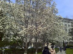 玉兰花开-山东大学(千佛山校区)