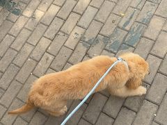 -久久宠物(河东万达店)