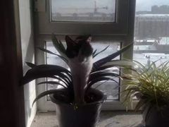 -宠爱国际动物医院· 猫科· 外科·中兽医(长白店)