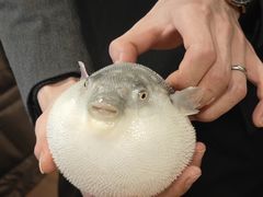 -肆月河豚·新淮扬(金融街店)