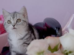 -翊宠yipet猫狗购宠庄园犬舍•猫舍