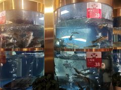 -蜀滋香鲜鱼美蛙火锅(339店)