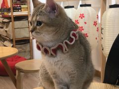 -柴迷FANS CLUB·柴犬狗咖·猫咖