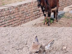 -安德鲁户外烧烤帐篷营地(马泉营店)