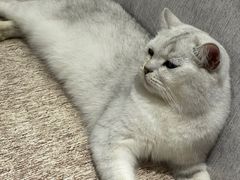 -藏猫猫咖啡主题馆(中央大道店)