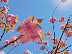 -高东镇樱花园