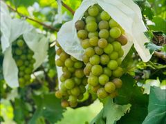 -马陆小张葡萄园农家乐