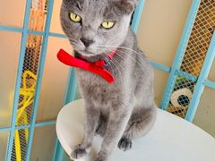 -喵屿·大理花园猫咖