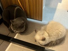 -御宝贝·A梦猫科宠物医院(国际猫友好医院)