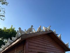 -天津妈祖文化园