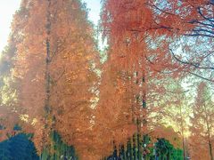 -黄海国家森林公园