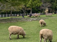 -神户市立六甲山牧场