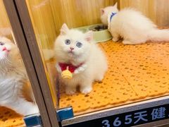 -欣宠猫屋·矮脚拿破仑·蓝金金渐层