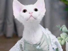 -十年猫舍·猫咪专门店(普陀店)