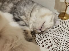 -猫友咖啡店(玉林西路店)