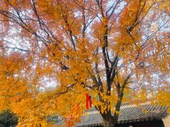 -兴福老面馆(寺路街店)