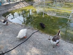 -北京鹿世界主题园