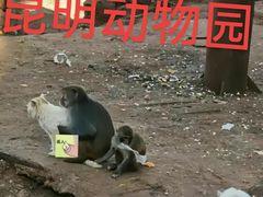 -昆明动物园