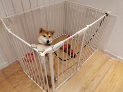 -CHEZ JASMINE 茉莉的氧气厨房