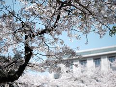 -武汉大学-樱园