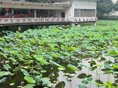 -荔湾湖公园