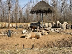 -北京野生动物园