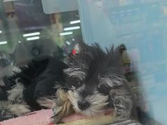 -FAELING PETS美天灵宠物(合生汇店)
