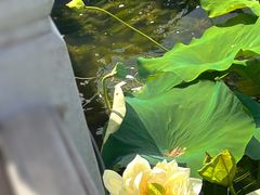 -莲花池公园
