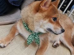 -逗柴咖啡屋·狗咖猫咖宠物桌游