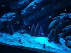 -海合安成都极地海洋公园
