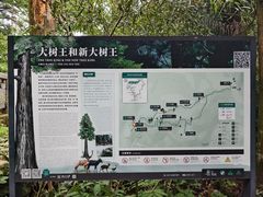 -天目山大树王景区