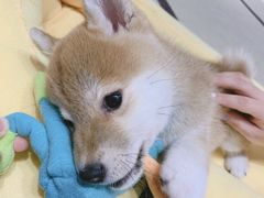 -逗柴咖啡屋·狗咖猫咖宠物桌游