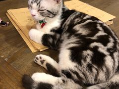 -共舞时光猫咖·狗咖(新街口店)