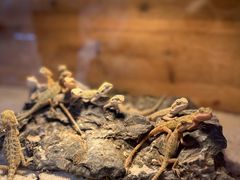 -青石桥花鸟鱼虫市场(叠翠城店)