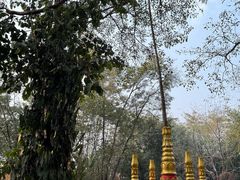 -瑞丽独树成林风景区