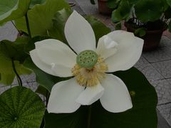 -莲花池公园