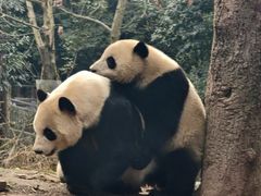 -中国大熊猫保护研究中心雅安碧峰峡基地