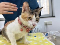 -荔康动物医院(康王北路店)