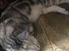 -猫咪博物馆(顶澳仔猫街店)