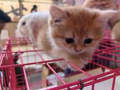 -万达广场(泰安泰山店)