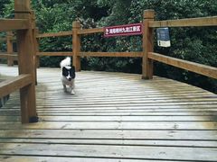 -九龙江国家森林公园