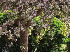 -国家植物园南园